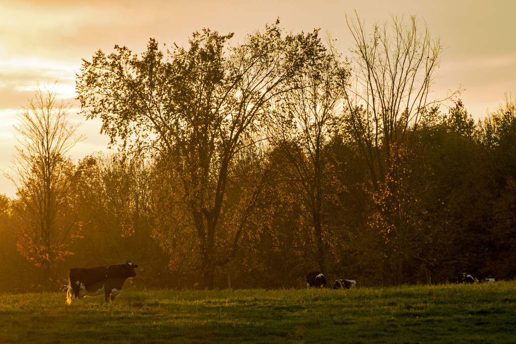 Sunset Cows by farmreporter