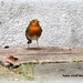 Following me in the garden by rosiekind