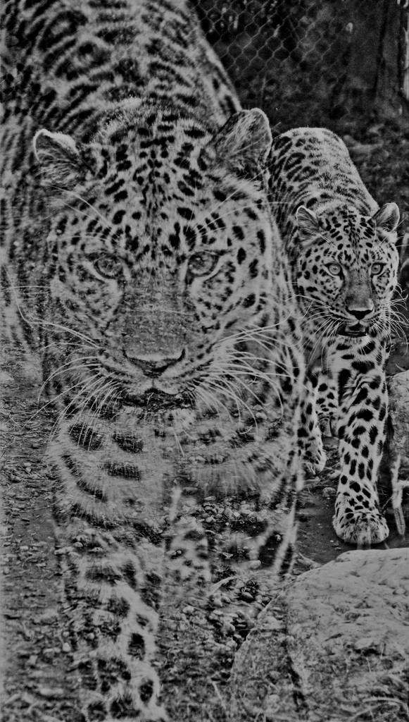 Composite Of Leopard by randy23