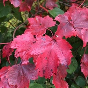 23rd Oct 2017 - Autumn reds