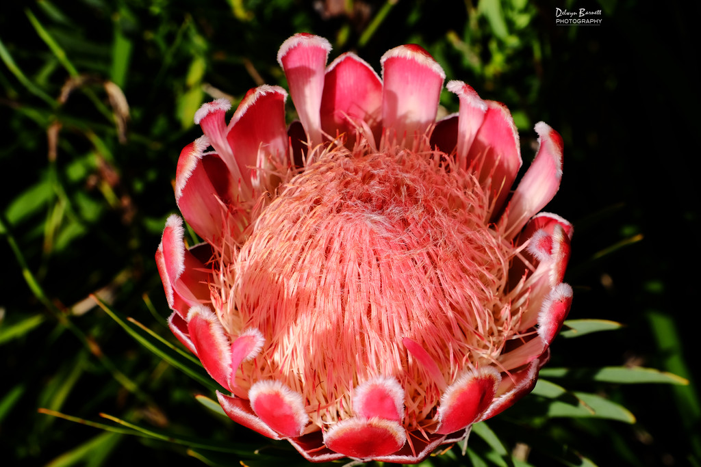 Protea by dkbarnett