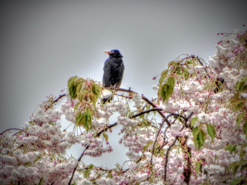 Bird on the Blossom by maggiemae