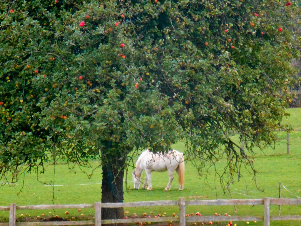 White pony under the apple tree.. by snowy