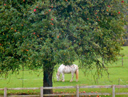 19th Oct 2017 - White pony under the apple tree..