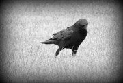 22nd Oct 2017 - The Crow Story