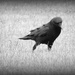 The Crow Story by homeschoolmom