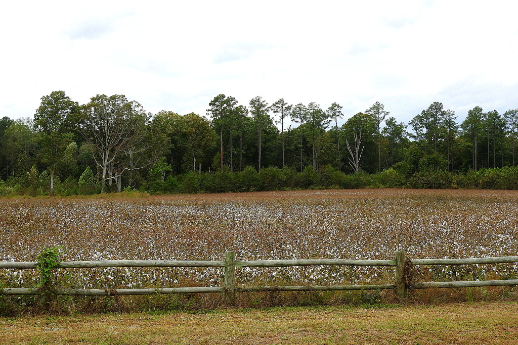 Field of Cotton - Southern Snow by homeschoolmom
