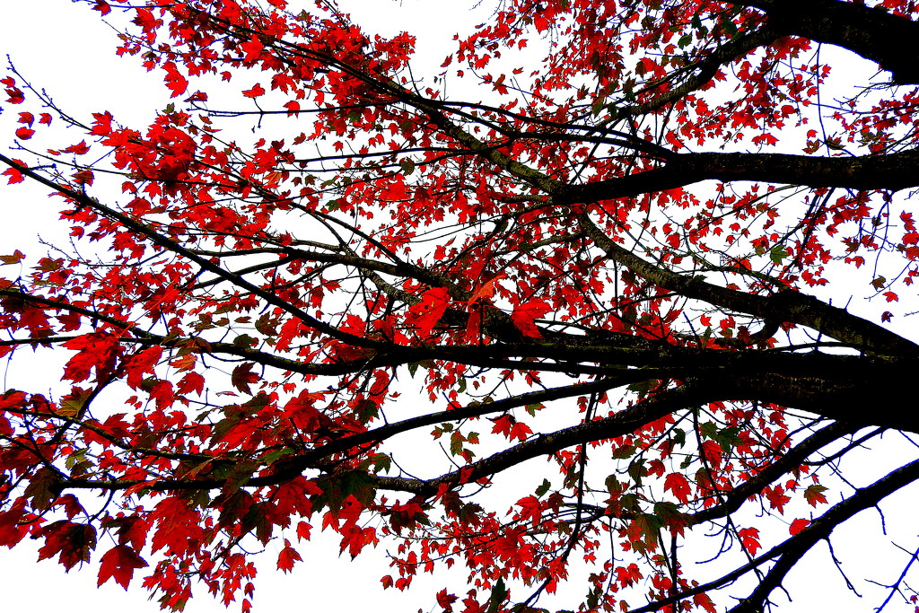Tree in Autumn by homeschoolmom