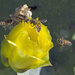 Busy Bees Around the Cactus Bloom by gaylewood