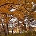 Autumn Joy by caitnessa