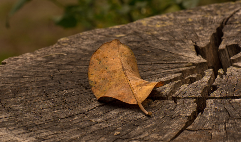 Leaf on the Stump! by rickster549