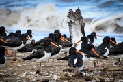 24th Oct 2017 - Oyster Catchers
