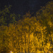 Trees at Night by byrdlip
