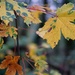 autumn sapling by quietpurplehaze