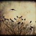crows too by pixelchix