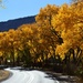 Cottonwoods in their fall color.  by bigdad