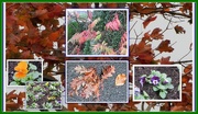 20th Oct 2017 - Autumn leaves and flowering plants.