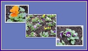 21st Oct 2017 - Viola plants.