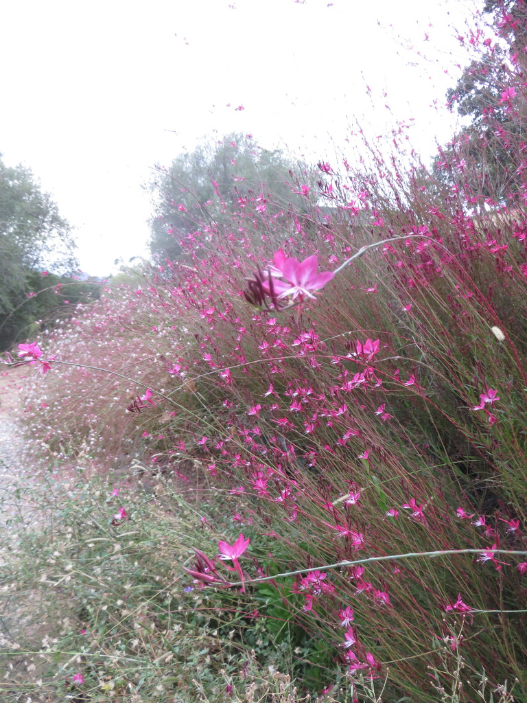 Corsican Garden flowers by countrylassie