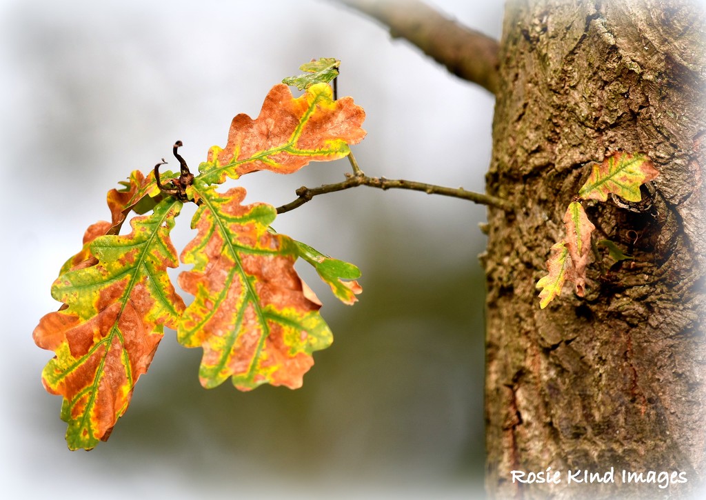 Autumn colours by rosiekind
