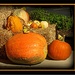 Pumpkin Harvest by vernabeth