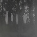 Forest Spirits by jesperani