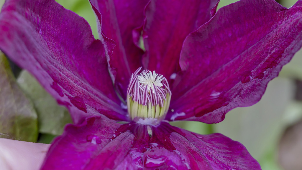 Last Clematis by tonygig