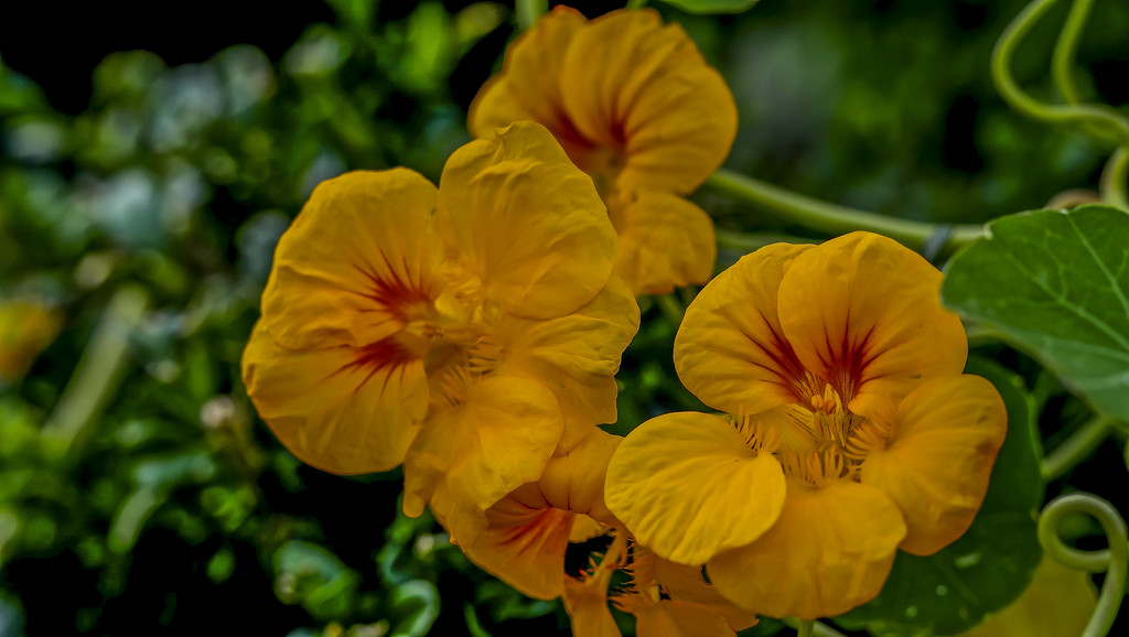 Nasturtium Flowers by tonygig