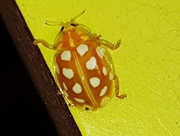 24th Oct 2017 - Orange Ladybird - Halyzia sedecimguttata