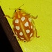 Orange Ladybird - Halyzia sedecimguttata by julienne1