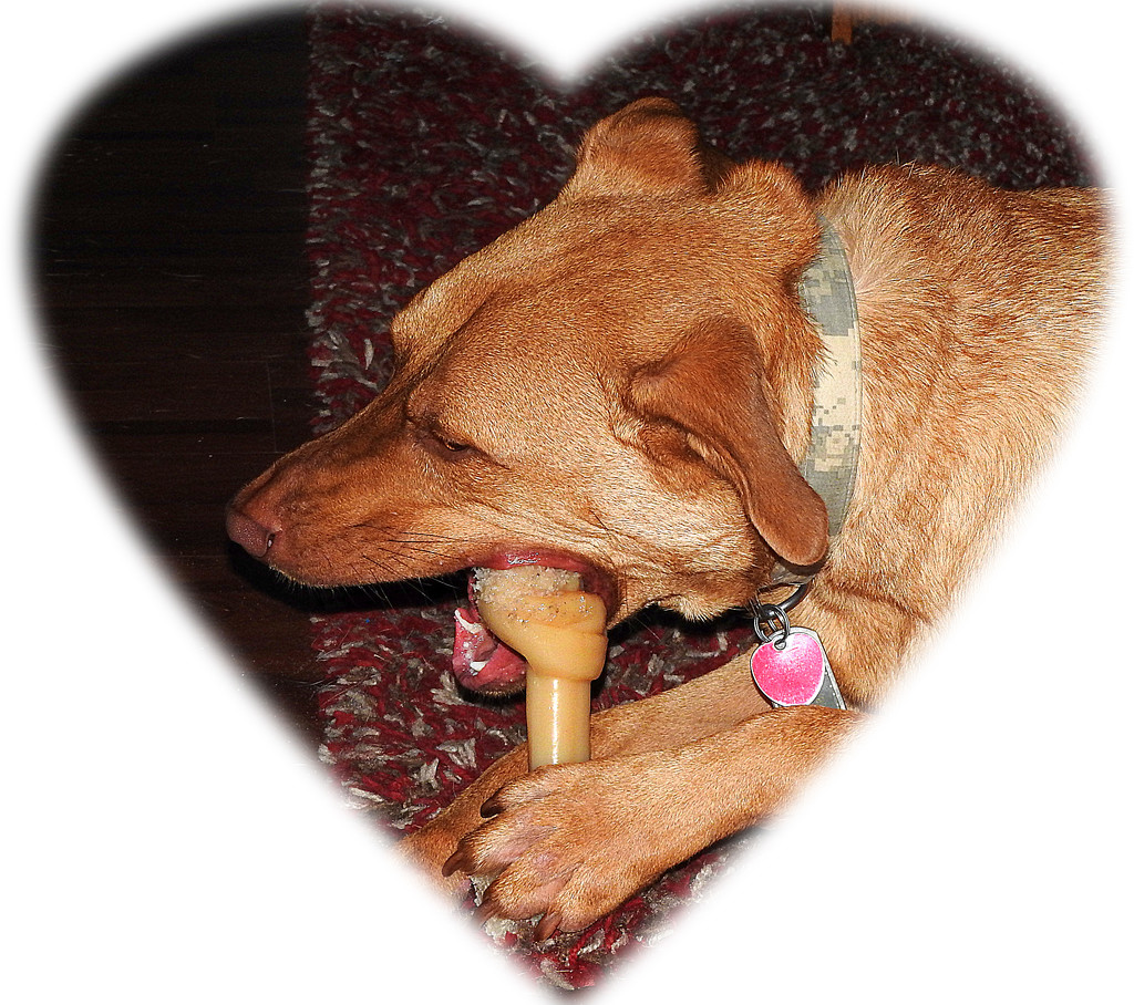 Seamus loves his new bone by homeschoolmom