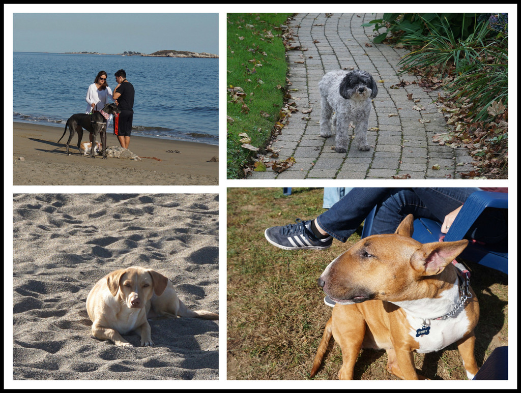 Dogs of Swampscott by allie912