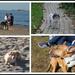 Dogs of Swampscott by allie912