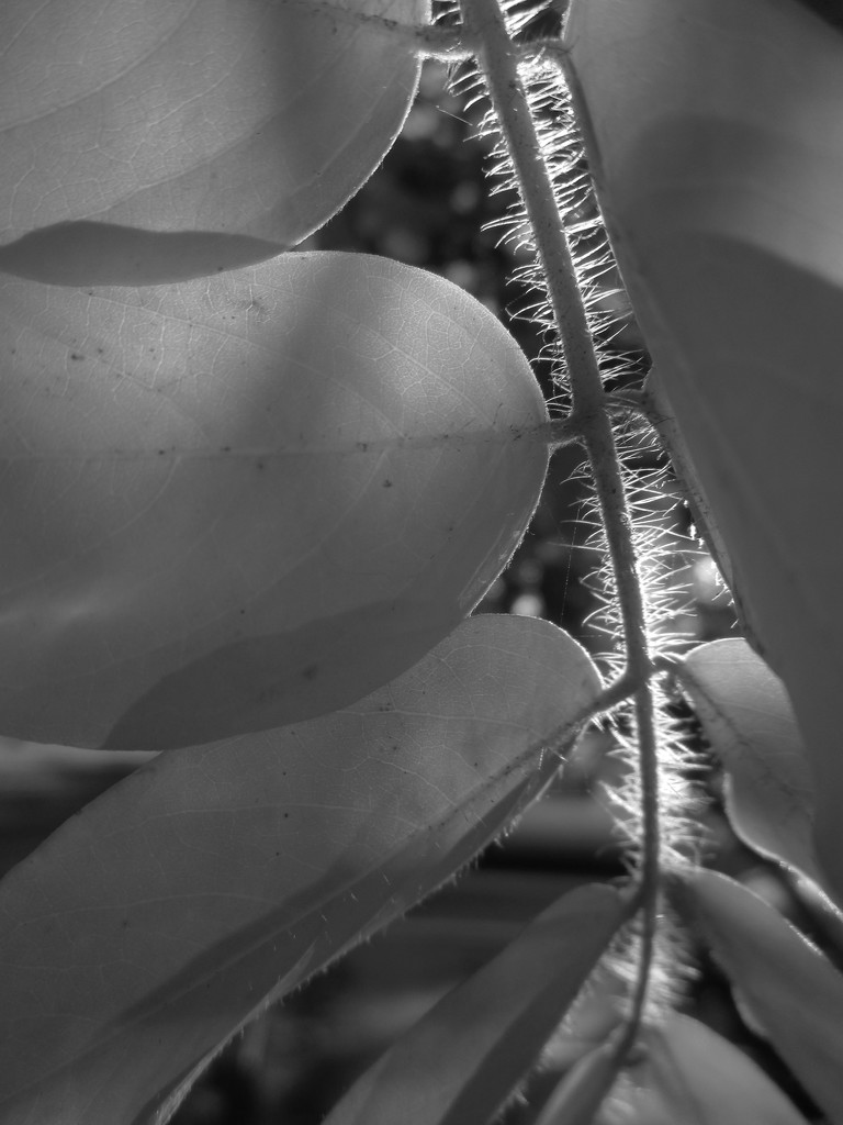 Trichomes (Autumn in B&W 2) by granagringa
