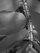 24th Oct 2017 - Trichomes (Autumn in B&W 2)