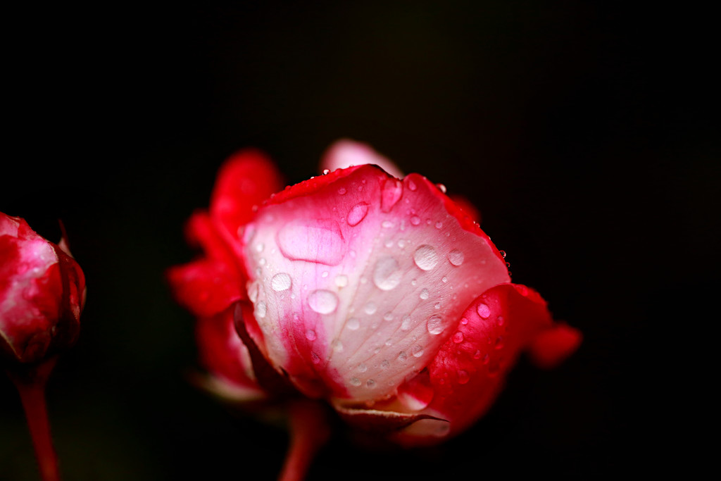 Rain Wet Rose by gq