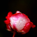 Rain Wet Rose by gq