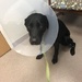 Once again, the cone of shame by graceratliff