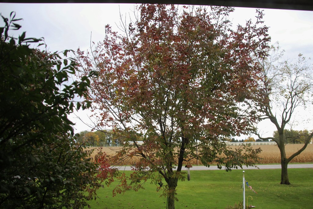 Front Window View of Autumn by bjchipman