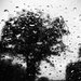 Day 39:  Rainy Tuesday by sheilalorson