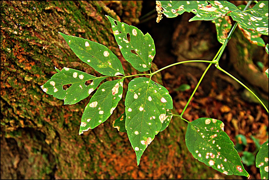 Polka Dot Leaves by olivetreeann