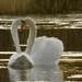 swan art by amyk