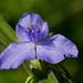 Purple Flower! by rickster549