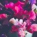 Sweet Peas to brighten my day  by nicolecampbell
