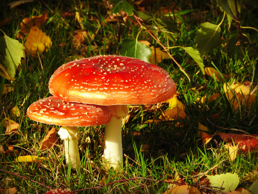 Mushrooms by seattlite