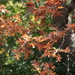 the oak leaves... by earthbeone