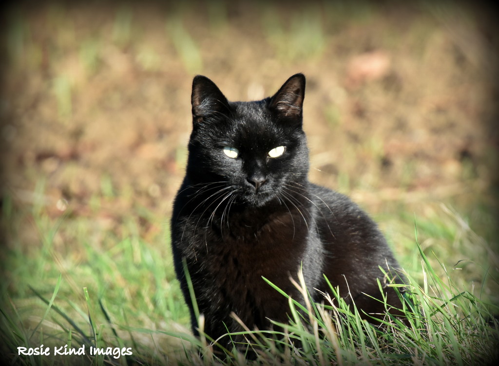 Lucky black cat by rosiekind