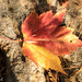 Red Maple Leaf by radiogirl