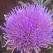 Artichoke Flower  by cataylor41