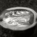 Abalone in B&W by mariaostrowski
